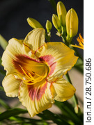 Yellow with red daylily hemerocallis. Стоковое фото, фотограф Юлия Бабкина / Фотобанк Лори