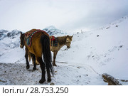 Horses on the torong La pass, Nepal. Стоковое фото, фотограф Валерий Смирнов / Фотобанк Лори