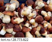 Mushrooms in summer season. Стоковое фото, фотограф ElenArt / Фотобанк Лори