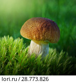 Mushrooms in summer forest. Стоковое фото, фотограф ElenArt / Фотобанк Лори