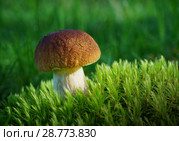 Mushrooms in summer forest. Стоковое фото, фотограф ElenArt / Фотобанк Лори