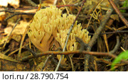 Fungus Ramaria. Грибы рогатики. Стоковое фото, фотограф Евгений Романов / Фотобанк Лори
