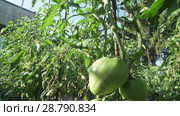 Fruits of tomato ripen on high bushes stock footage video. Стоковое видео, видеограф Юлия Машкова / Фотобанк Лори