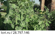 Green peas are ripening in garden stock footage video. Стоковое видео, видеограф Юлия Машкова / Фотобанк Лори