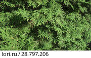 Beautiful green tree branches of Thuja stock footage video. Стоковое видео, видеограф Юлия Машкова / Фотобанк Лори