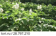High potato bushes with flowers grow in garden stock footage video. Стоковое видео, видеограф Юлия Машкова / Фотобанк Лори