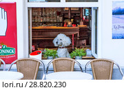 Собака с достоинством и интересом смотрит в окно из café blaummoezel. Антверпен. Бельгия (2018 год). Редакционное фото, фотограф Сергей Афанасьев / Фотобанк Лори