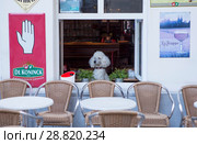 Собака с достоинством смотрит в окно из café blaummoezel. Антверпен. Бельгия (2018 год). Редакционное фото, фотограф Сергей Афанасьев / Фотобанк Лори