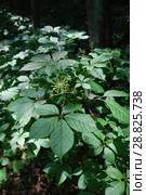 Элеутерококк колючий или Чёртов куст (Eleutherocccus senticsus) Стоковое фото, фотограф syngach / Фотобанк Лори
