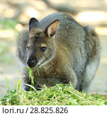 Red-necked wallaby or Bennett's wallaby (Macropus rufogriseus) eating grass. Стоковое фото, фотограф Валерия Попова / Фотобанк Лори