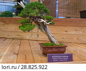 Бонсай - можжевельник китайский (Juniperus chinensis). Возраст - около 70 лет. Выставка японских бонсай в Аптекарском огороде, Москва, ноябрь 2017. Редакционное фото, фотограф Сергей Рыбин / Фотобанк Лори