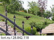 Пень элемент как украшения ланшафта. Стоковое фото, фотограф ok_fotoday / Фотобанк Лори