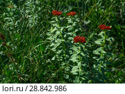 Flowering plant golden root (Rhodiola rosea) in a natural environment. Стоковое фото, фотограф Евгений Харитонов / Фотобанк Лори