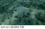 Upside Down Jellyfish Cassiopea andromeda is sitting on sandy bottom (Underwater shot, High-angle shot, 4K / 60fps) Стоковое видео, видеограф Некрасов Андрей / Фотобанк Лори