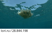 Upside Down Jellyfish Cassiopea andromeda swim in the blue water (Underwater shot, 4K / 60fps) Стоковое видео, видеограф Некрасов Андрей / Фотобанк Лори