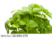 Sweet basil plants. Стоковое фото, фотограф Tamara Kulikova / Фотобанк Лори
