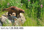 Wolverine (wolverene), Gulo gulo, among tall grass. Стоковое фото, фотограф Валерия Попова / Фотобанк Лори