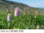 Pink snakeroot inflorescence with an insect pollinator in an alpine meadow. Стоковое фото, фотограф Евгений Харитонов / Фотобанк Лори