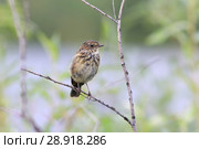 Черноголовый чекан (лат. Saxicola torquata). Слёток птицы летним днем сидит на сухой ветке ивы, Ямало-Ненецкий автономный округ. Стоковое фото, фотограф Григорий Писоцкий / Фотобанк Лори