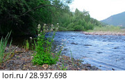 Река Коярд (приток реки Ус) у парка Ергаки в Саянах / Cardamine flowers on the bank of Sayans river (2018 год). Редакционное видео, видеограф Сергей Пристяжнюк (Serg Zastavkin) / Фотобанк Лори
