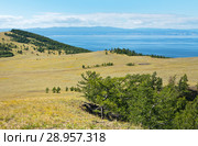 Baikal Lake in the summer. Typical for Olkhon Island is a steppe landscape with little copse of larch trees. A soil road leads to Khoboy Cape. Стоковое фото, фотограф Виктория Катьянова / Фотобанк Лори