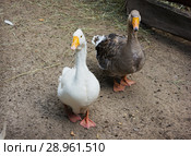 Гусь и гусыня. Домашняя птица. Стоковое фото, фотограф Александр Романов / Фотобанк Лори