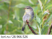 Пеночка-весничка (лат. Phylloscopus trochilus). Птица летом среди ветвей ивы, Ямало-Ненецкий автономный округ. Стоковое фото, фотограф Григорий Писоцкий / Фотобанк Лори