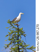 Халей (лат. Larus heuglini). Чайка сидит на макушке лиственницы, Ямало-Ненецкий автономный округ. Стоковое фото, фотограф Григорий Писоцкий / Фотобанк Лори