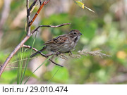 Тростниковая овсянка, камышовая овсянка или камышник (лат. Emberiza schoeniclus). Ямало-Ненецкий автономный округ. Стоковое фото, фотограф Григорий Писоцкий / Фотобанк Лори