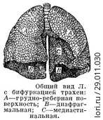 Общий вид легкого человека с бифуркацией трахеи. Стоковая иллюстрация, иллюстратор Макаров Алексей / Фотобанк Лори