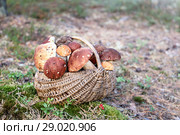 Различные съедобные грибы в корзине в лесу. Стоковое фото, фотограф Наталья Осипова / Фотобанк Лори