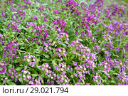 Цветущий Алиссум (Лобулярия, каменник) морской (Alyssum maritimum Lam., Lobularia maritima (L.) Desv.) Стоковое фото, фотограф Ирина Борсученко / Фотобанк Лори