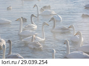 Beautiful white whooping swans. Стоковое фото, фотограф Jan Jack Russo Media / Фотобанк Лори