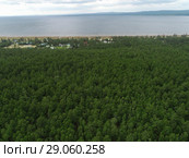 Сосновый лес около берега озера Арахлей. Стоковое фото, фотограф Геннадий Соловьев / Фотобанк Лори