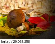 Mushrooms in a basket. Стоковое фото, фотограф ElenArt / Фотобанк Лори