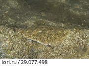 European plaice (Pleuronectes platessa) on sand. Стоковое фото, фотограф Некрасов Андрей / Фотобанк Лори