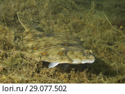 European plaice (Pleuronectes platessa) on algae. Стоковое фото, фотограф Некрасов Андрей / Фотобанк Лори