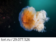 Lion's mane jellyfish (Cyanea capillata, Cyanea arctica) Стоковое фото, фотограф Некрасов Андрей / Фотобанк Лори