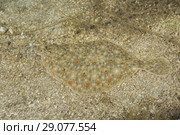 European plaice (Pleuronectes platessa) on sand. Стоковое фото, фотограф Некрасов Андрей / Фотобанк Лори