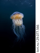Lion's mane jellyfish (Cyanea capillata, Cyanea arctica) in the blue water. Стоковое фото, фотограф Некрасов Андрей / Фотобанк Лори
