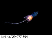 Pelagic siphonophore - Hula Skirt Siphonophore (Physophora hydrostatica) Стоковое фото, фотограф Некрасов Андрей / Фотобанк Лори