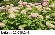 Гортензия ( Hydrangea) — род цветковых растений семейства Гортензиевые (2018 год). Редакционное видео, видеограф Олег Хархан / Фотобанк Лори