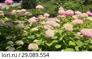 Гортензия ( Hydrangea) — род цветковых растений семейства Гортензиевые. Стоковое видео, видеограф Олег Хархан / Фотобанк Лори