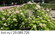 Гортензия ( Hydrangea) — род цветковых растений семейства Гортензиевые. Стоковое видео, видеограф Олег Хархан / Фотобанк Лори