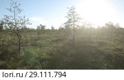Trees in the swamp flight on stedicam on a sunny day. Стоковое видео, видеограф Aleksejs Bergmanis / Фотобанк Лори