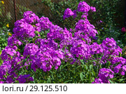 Сиреневые флоксы (лат. Phlox) цветут в саду. Стоковое фото, фотограф Елена Коромыслова / Фотобанк Лори