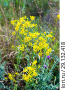 Крестовник Якова, или суходольный (Senecio jacobaea) Стоковое фото, фотограф Ольга Сейфутдинова / Фотобанк Лори