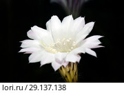 Цветок кактуса на черном фоне. Стоковое фото, фотограф Левончук Юрий / Фотобанк Лори