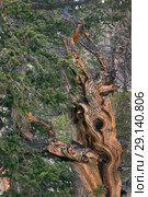 Ancient Bristlecone Pine Tree. Great Basin National Park, Nevada, USA (2018 год). Стоковое фото, фотограф Ирина Кожемякина / Фотобанк Лори