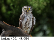 Little owl sitting on a branch in the forest. Стоковое фото, фотограф Алексей Кузнецов / Фотобанк Лори